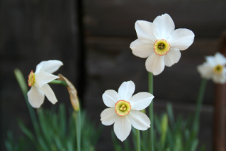 Narcissus poeticus var. recurvusWitte- of Dichtersnarcis bestellen